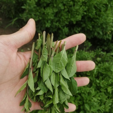 产地销售枸杞芽，枸杞嫩尖，食用枸杞菜菜，天精菜
