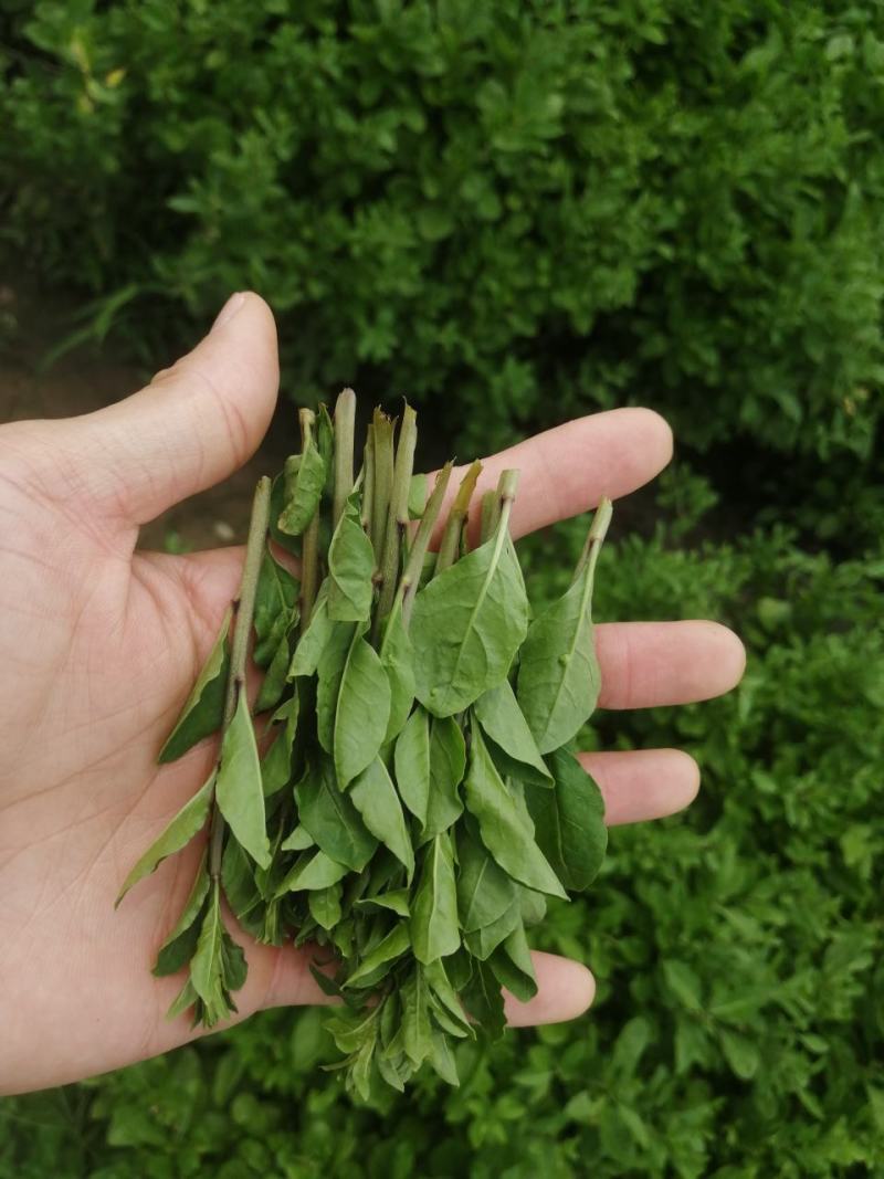 产地销售枸杞芽，枸杞嫩尖，食用枸杞菜菜，天精菜