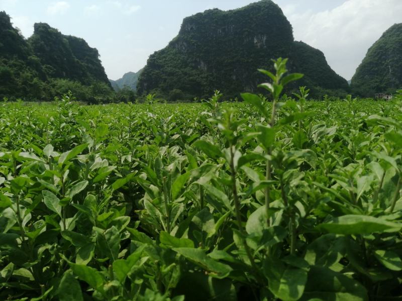 产地销售枸杞芽，枸杞嫩尖，食用枸杞菜菜，天精菜
