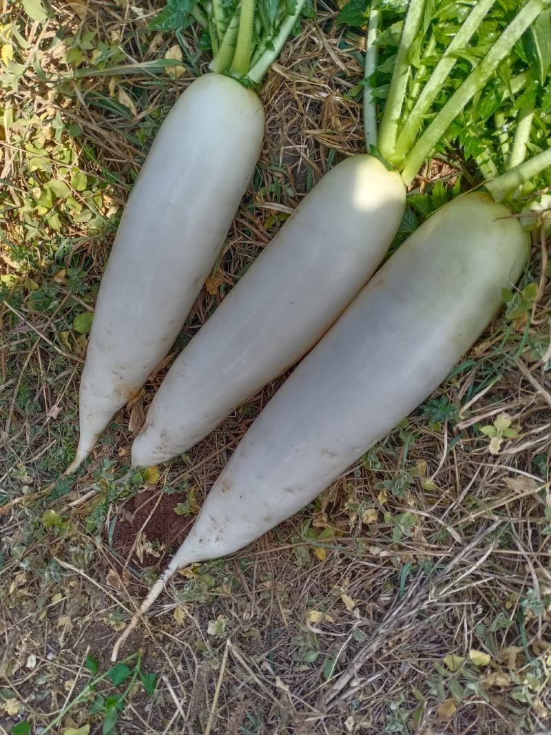 蔬菜
