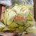 腌黄瓜徳庆新鲜干压榨黄瓜，黄瓜榨酸品新鲜采摘黄瓜