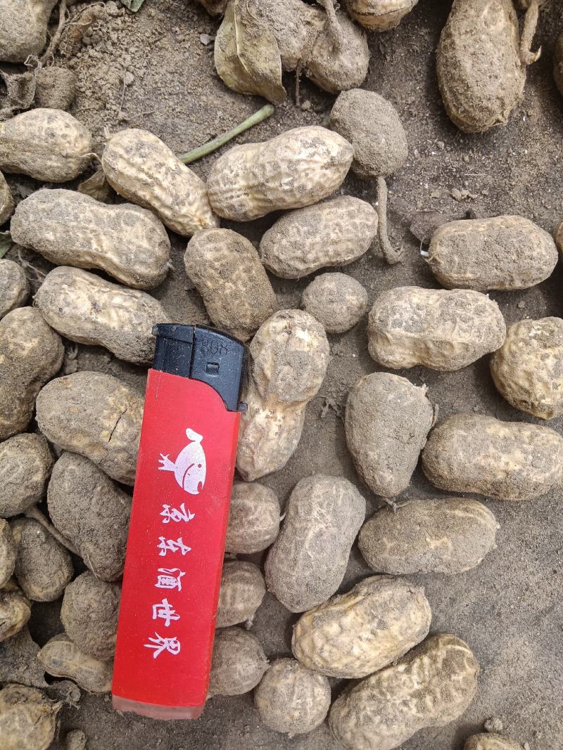新鲜带壳花生中花大颗鲜花生湖北蔬菜基地直供干花生