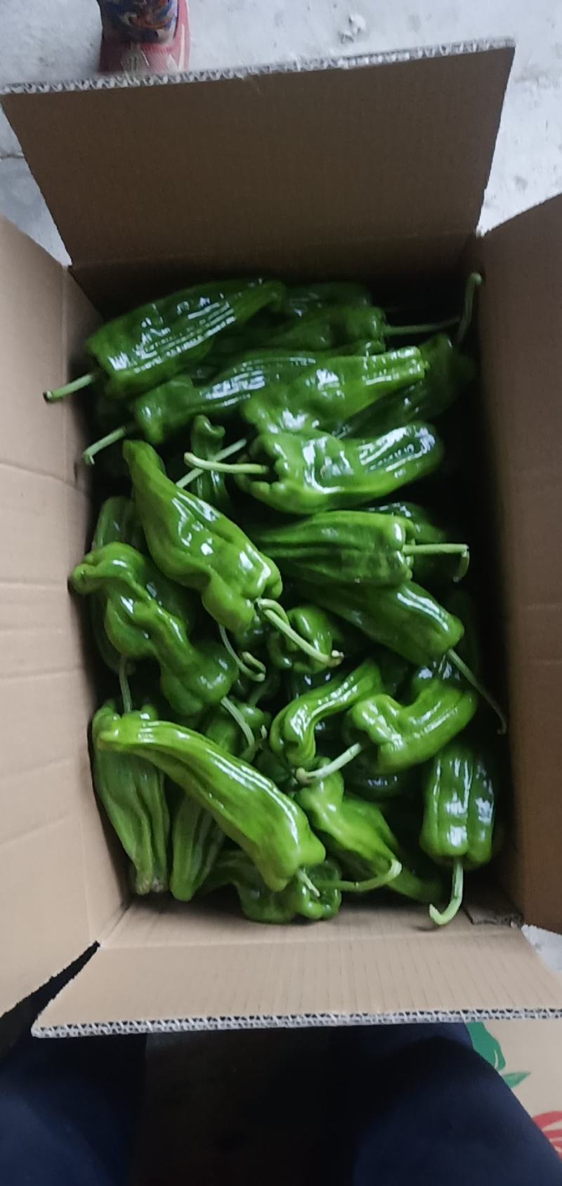 芜湖椒，新优