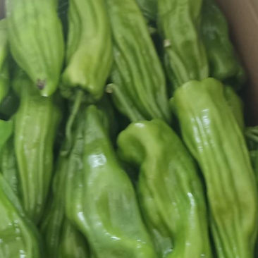 芜湖椒，新优
