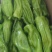 芜湖椒，新优