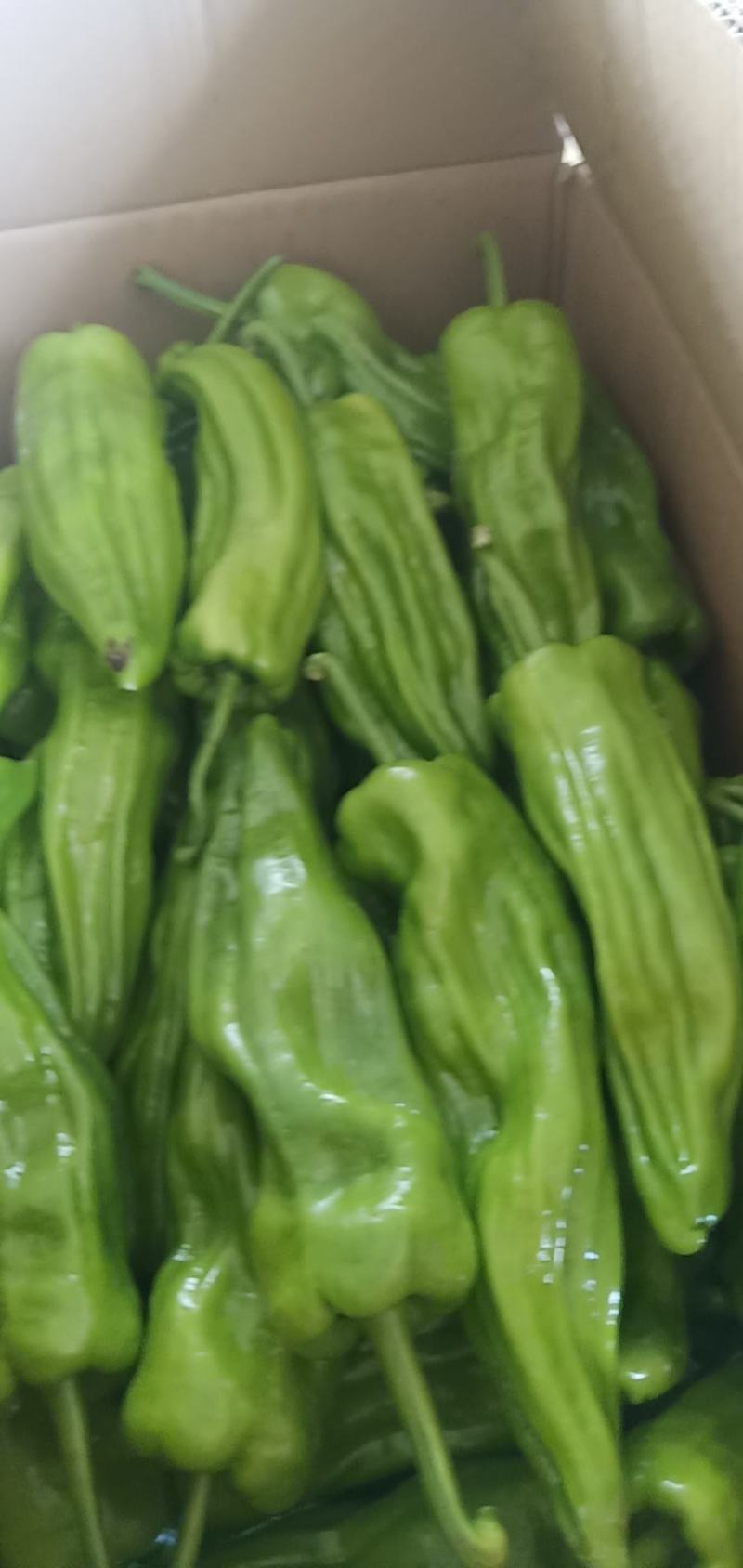 芜湖椒，新优