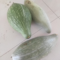 贵族南瓜金丝栗瓜丑瓜内蒙古优质产区，有机种植