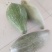 贵族南瓜金丝栗瓜丑瓜内蒙古优质产区，有机种植