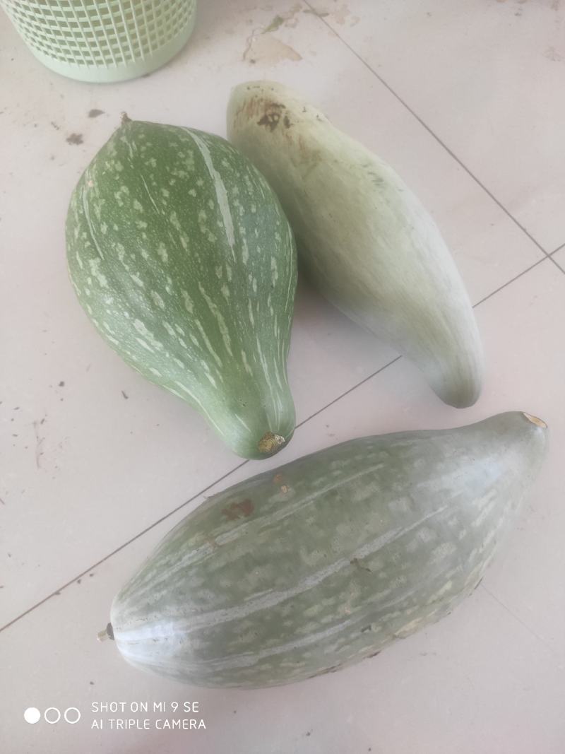 贵族南瓜金丝栗瓜丑瓜内蒙古优质产区，有机种植