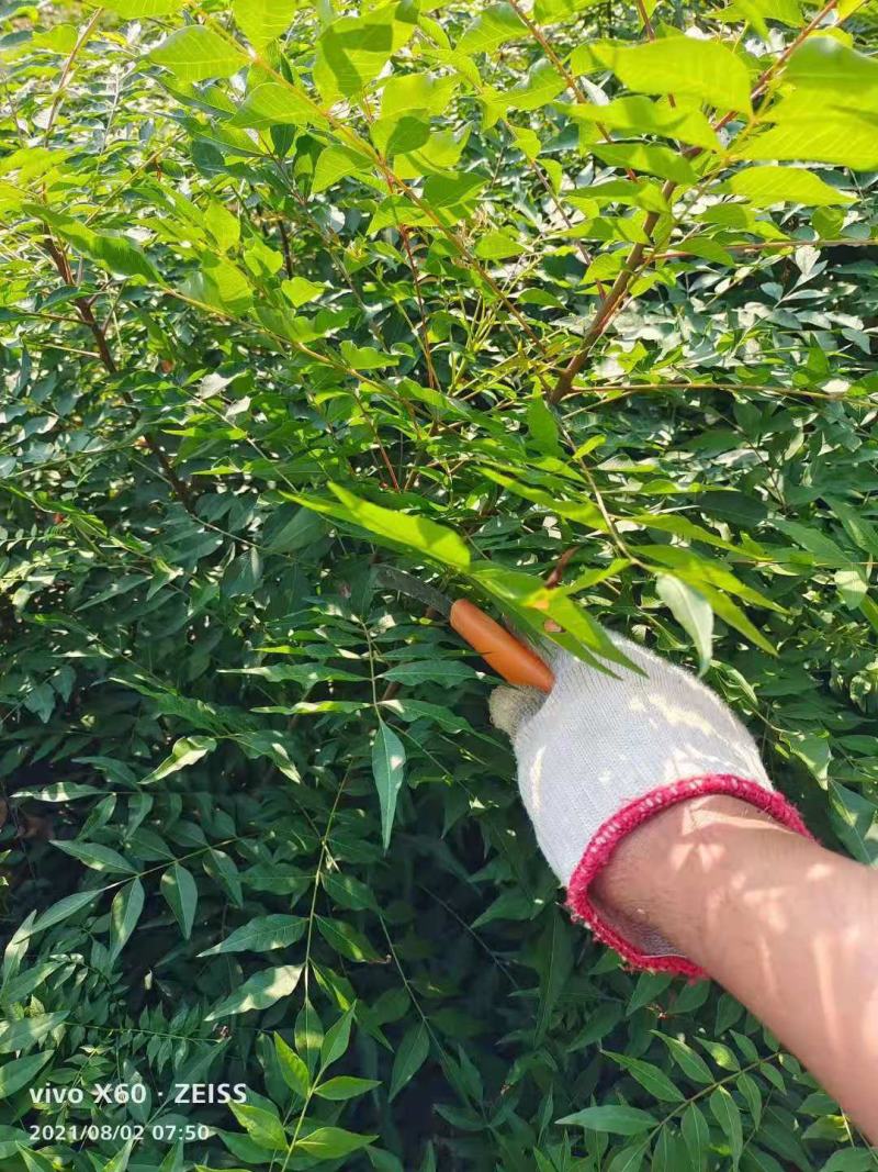 黄连木/绿化苗木/乔灌木/黄连木/原生态树苗/林木种苗