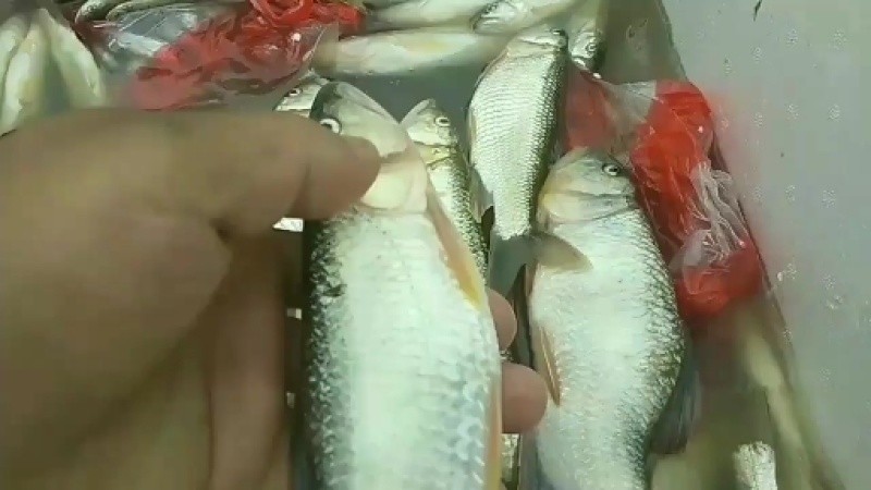 水产