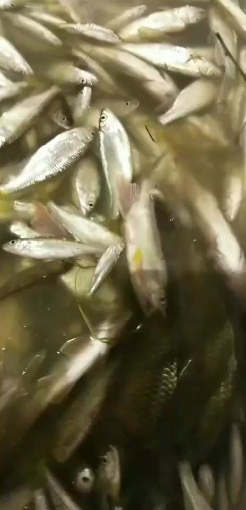 水产