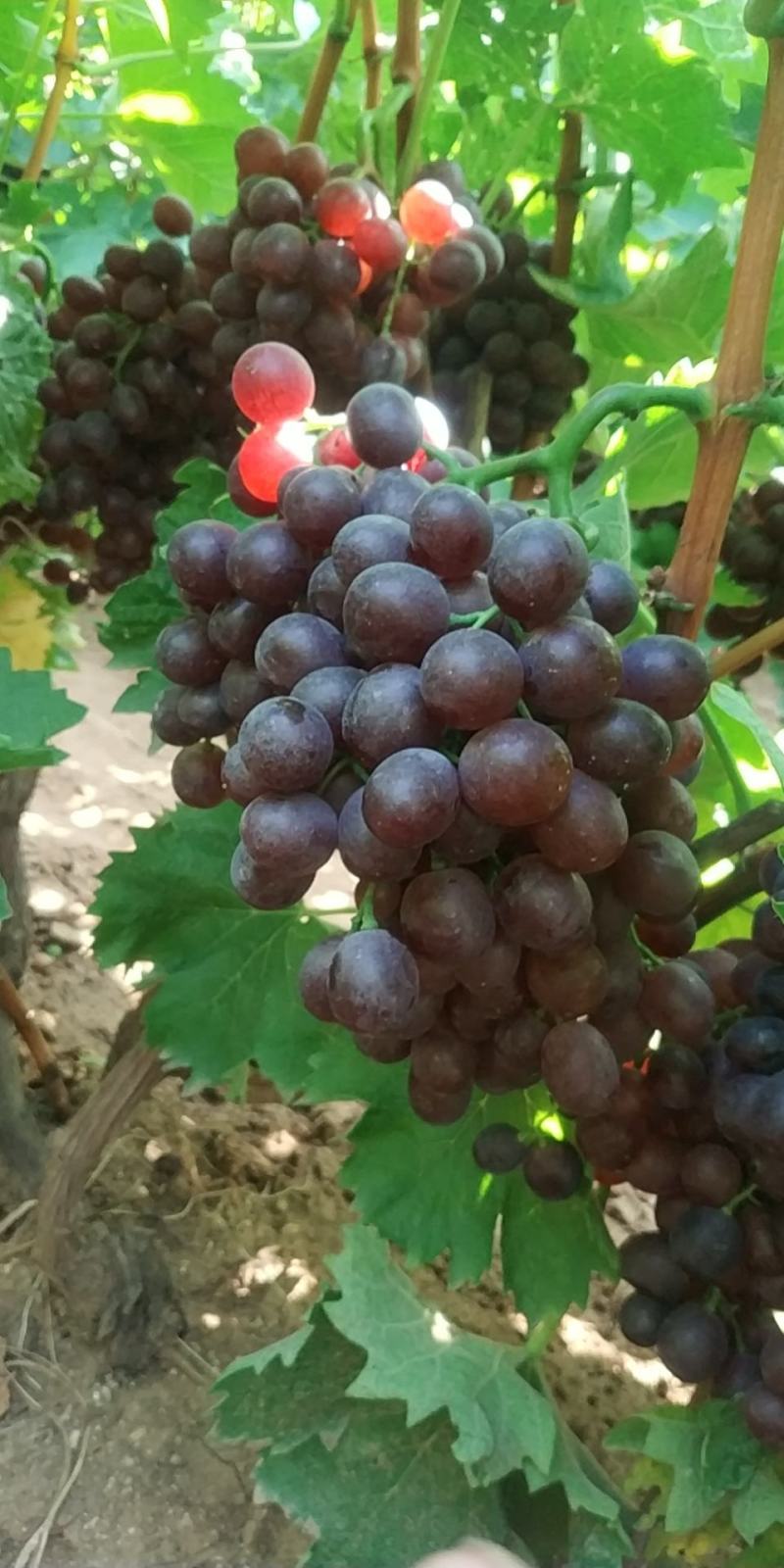 自家种植露天无仔玫瑰香葡萄