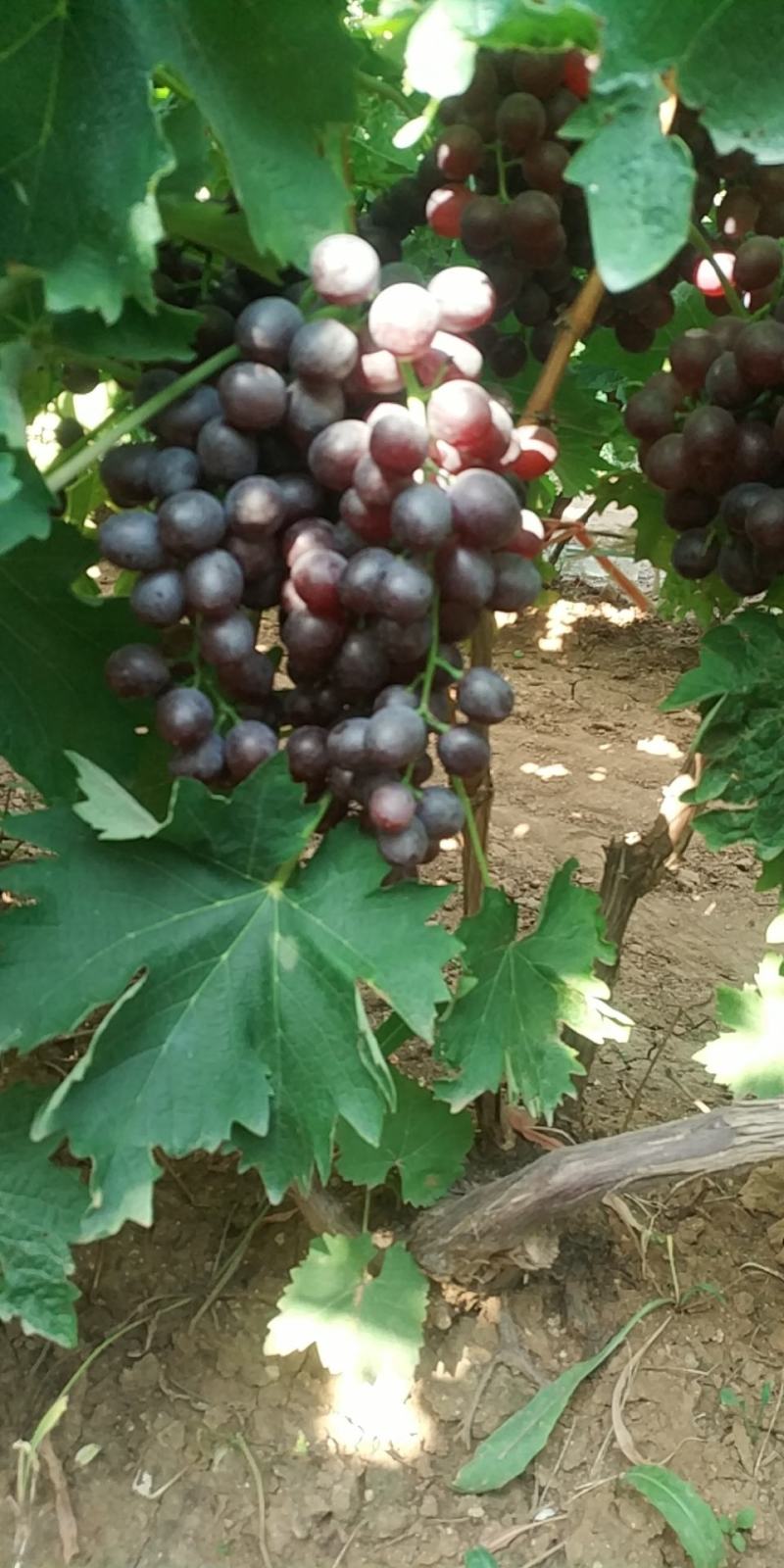 自家种植露天无仔玫瑰香葡萄
