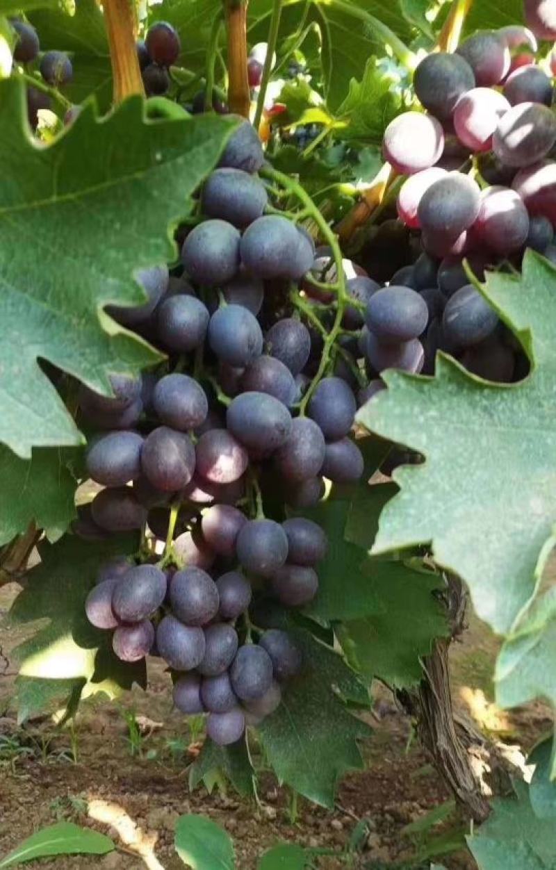 自家种植露天无仔玫瑰香葡萄