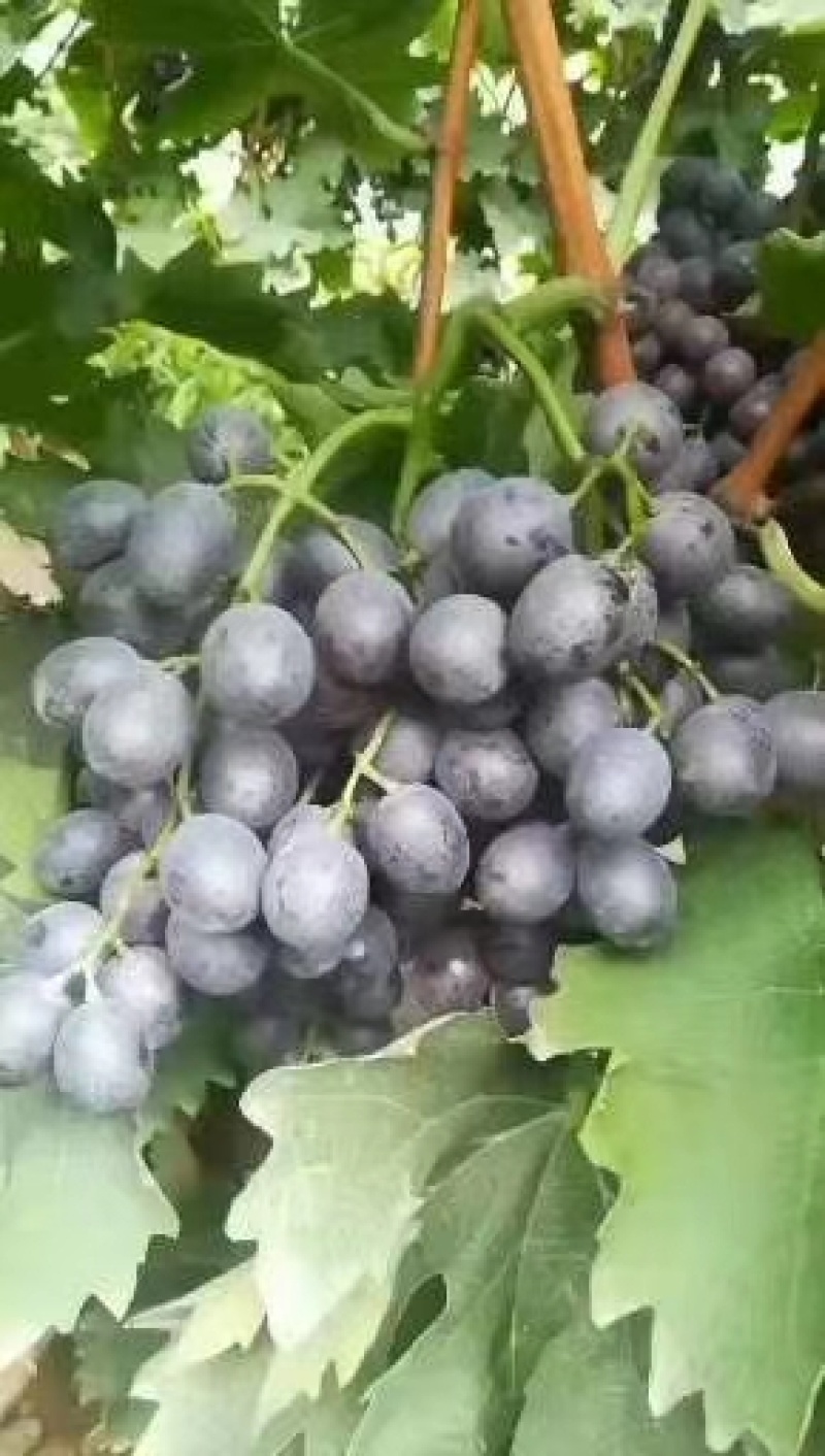 自家种植露天无仔玫瑰香葡萄