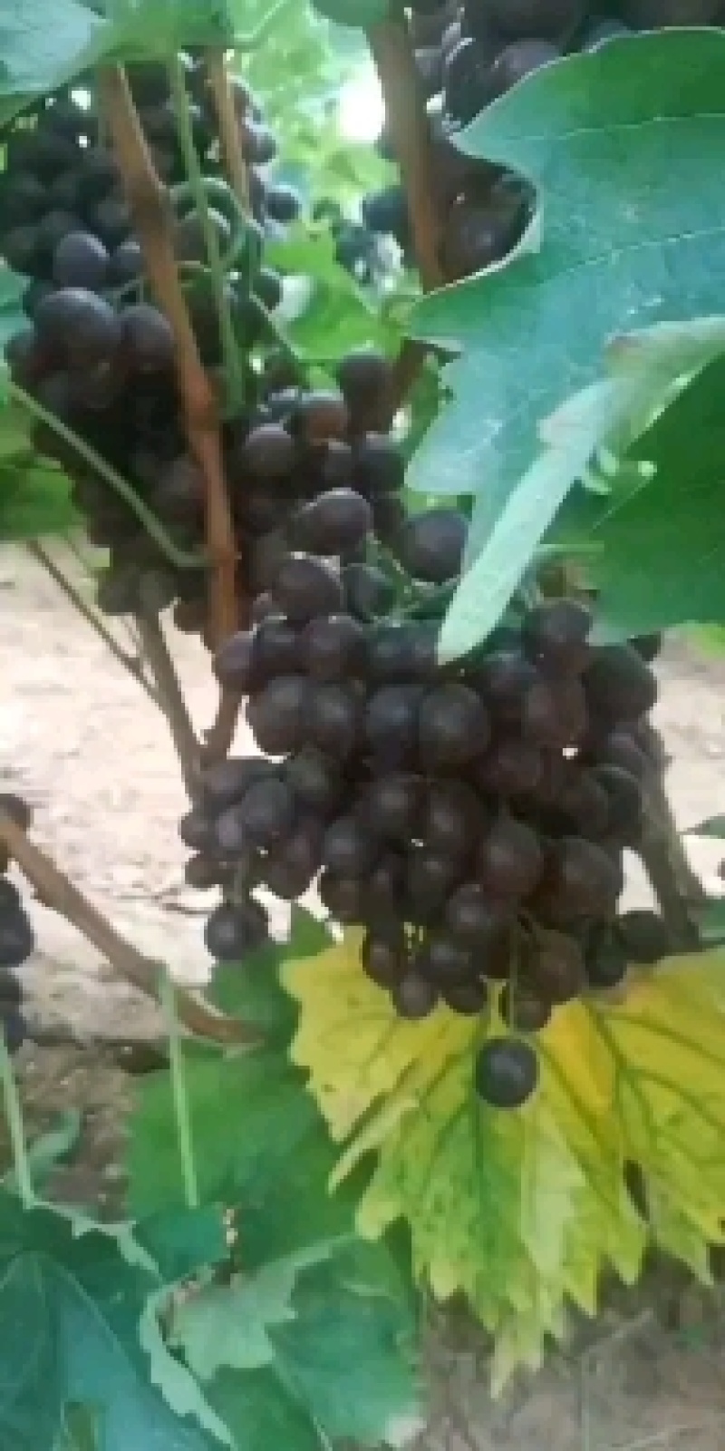 自家种植露天无仔玫瑰香葡萄