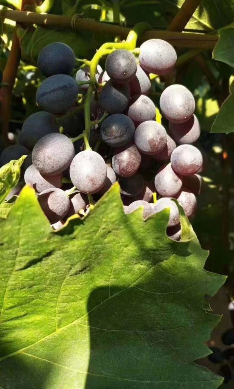 自家种植露天无仔玫瑰香葡萄