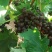 自家种植露天无仔玫瑰香葡萄