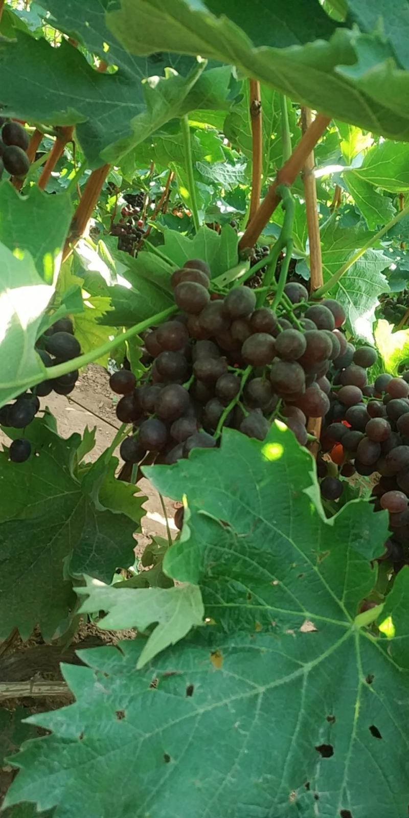 自家种植露天无仔玫瑰香葡萄