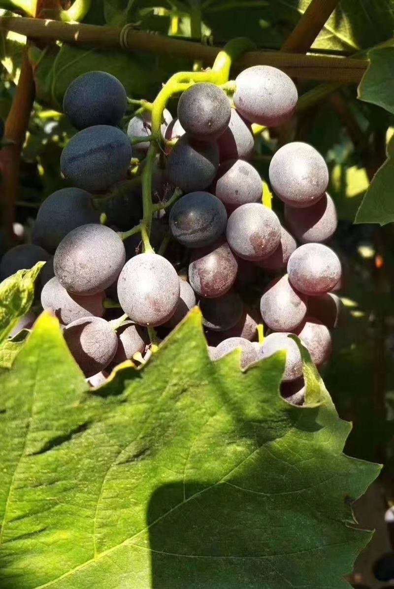 自家种植露天无仔玫瑰香葡萄