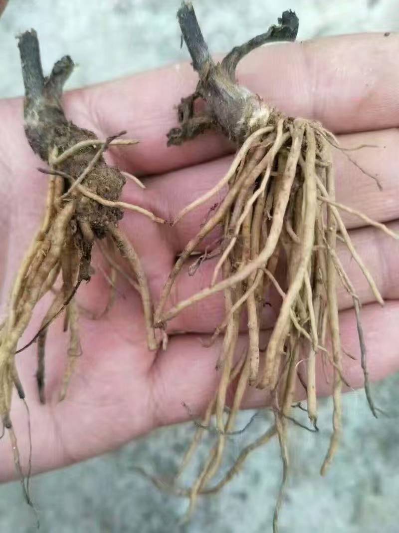 地胆头一首货原品质保证欢迎选购
