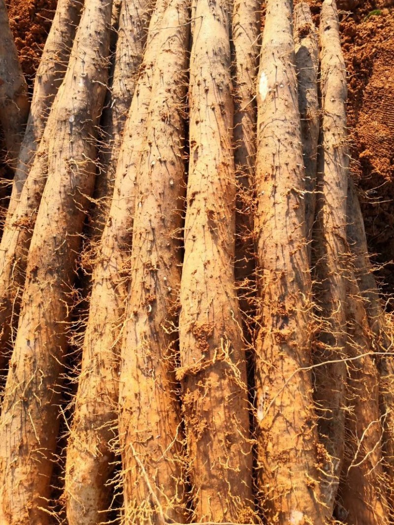 广西白鬼淮山大量上市产地直销纯黄泥地支持代发