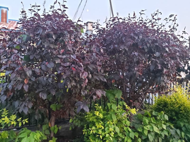 绿化苗木工程苗木海棠王族海棠