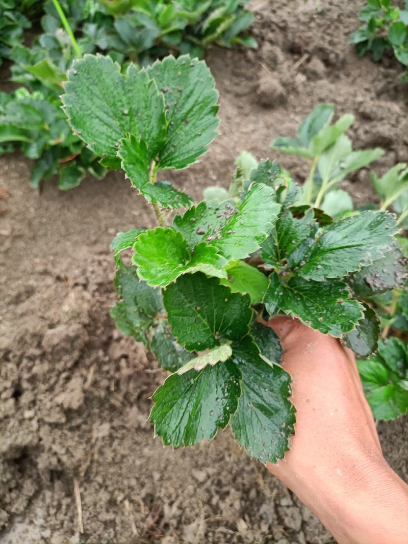 安徽红颜草草莓苗大量出售欢迎前来实地考察和选购选定，