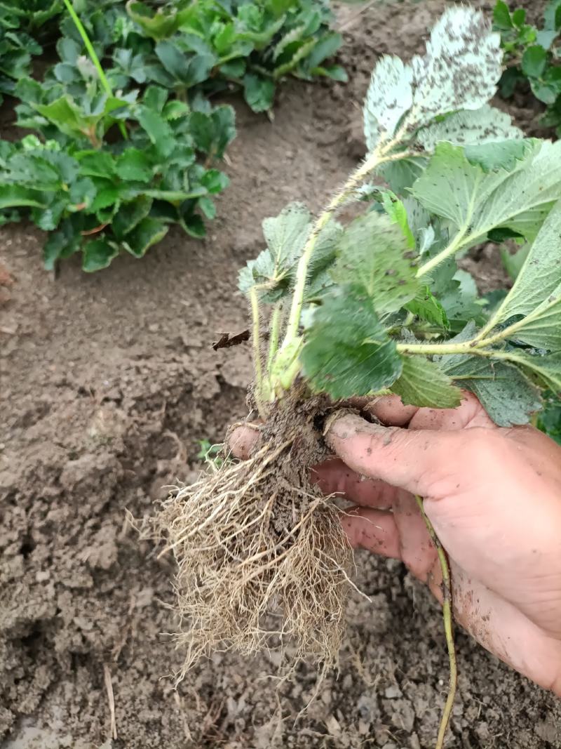 安徽红颜草草莓苗大量出售欢迎前来实地考察和选购选定，