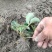 安徽红颜草草莓苗大量出售欢迎前来实地考察和选购选定，