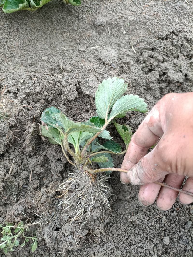安徽红颜草草莓苗大量出售欢迎前来实地考察和选购选定，