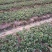 安徽红颜草草莓苗大量出售欢迎前来实地考察和选购选定，