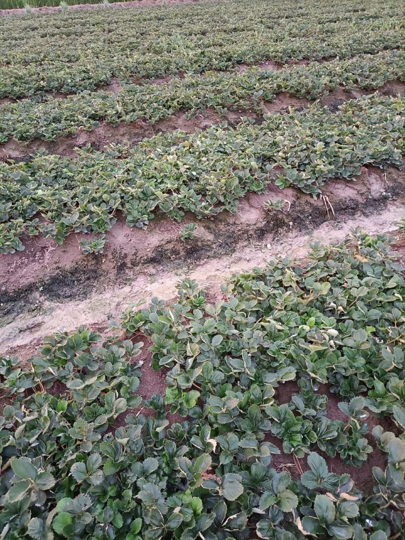 安徽红颜草草莓苗大量出售欢迎前来实地考察和选购选定，