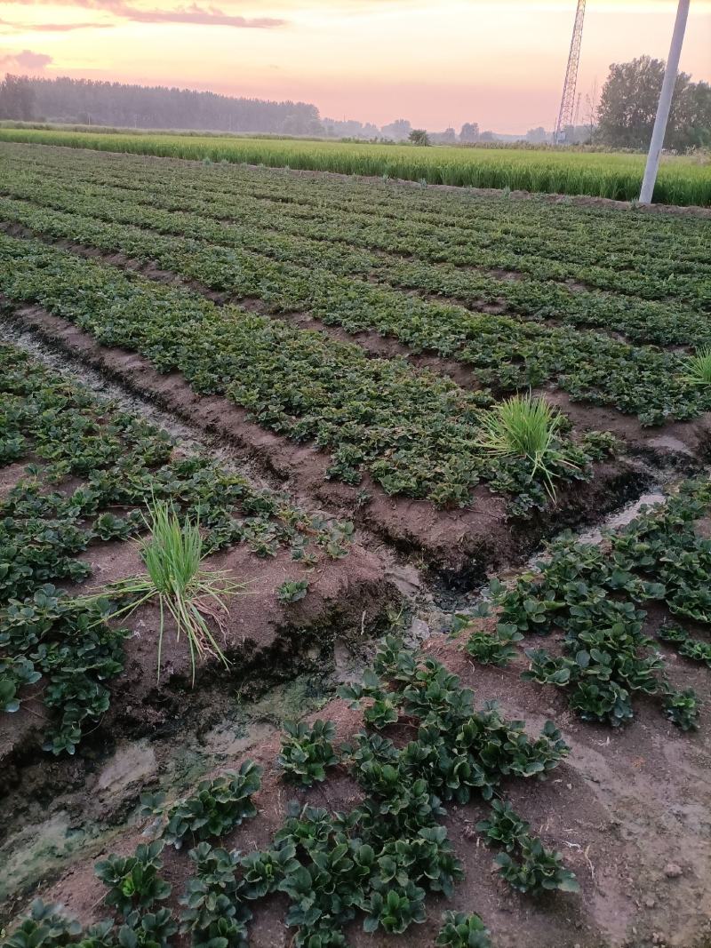 安徽红颜草草莓苗大量出售欢迎前来实地考察和选购选定，
