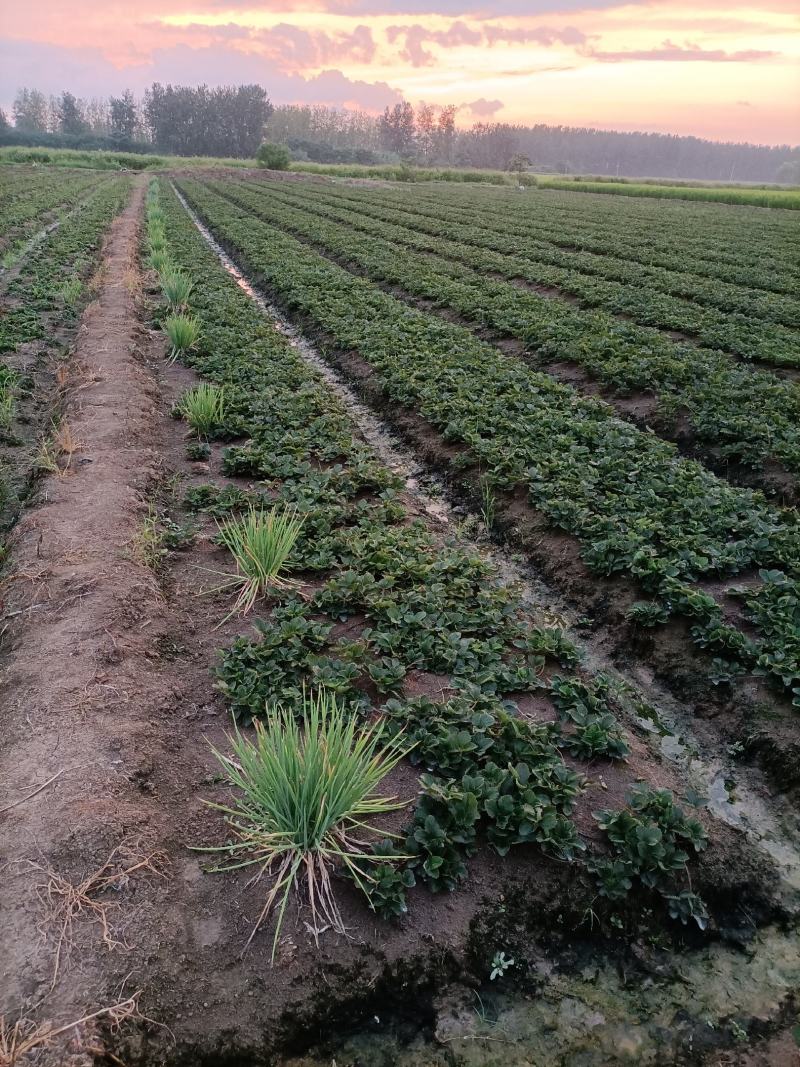 安徽红颜草草莓苗大量出售欢迎前来实地考察和选购选定，