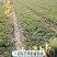 安徽红颜草草莓苗大量出售欢迎前来实地考察和选购选定，