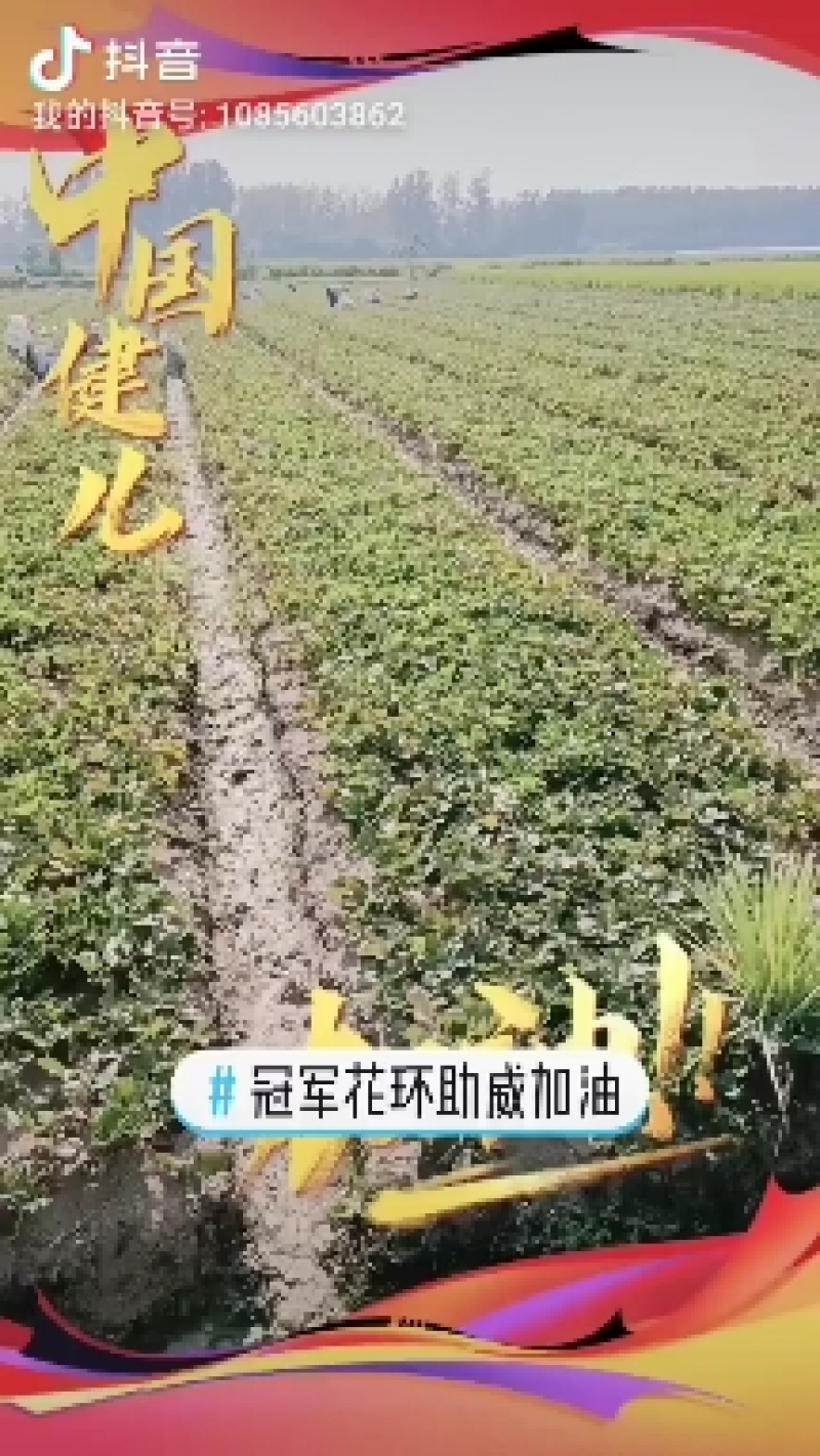 安徽红颜草草莓苗大量出售欢迎前来实地考察和选购选定，