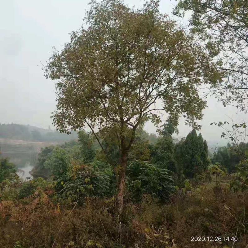 黄连木/绿化苗木/乔灌木/黄连木/原生态树苗/林木种苗