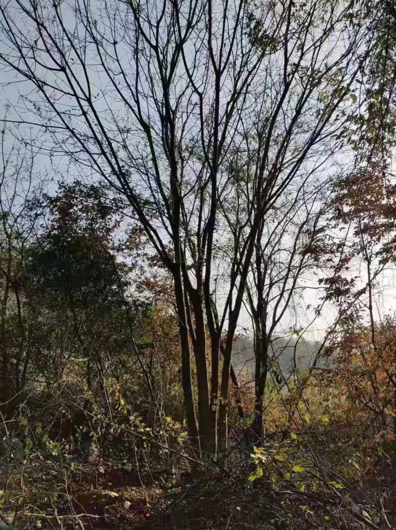 黄连木/绿化苗木/乔灌木/黄连木/原生态树苗/林木种苗