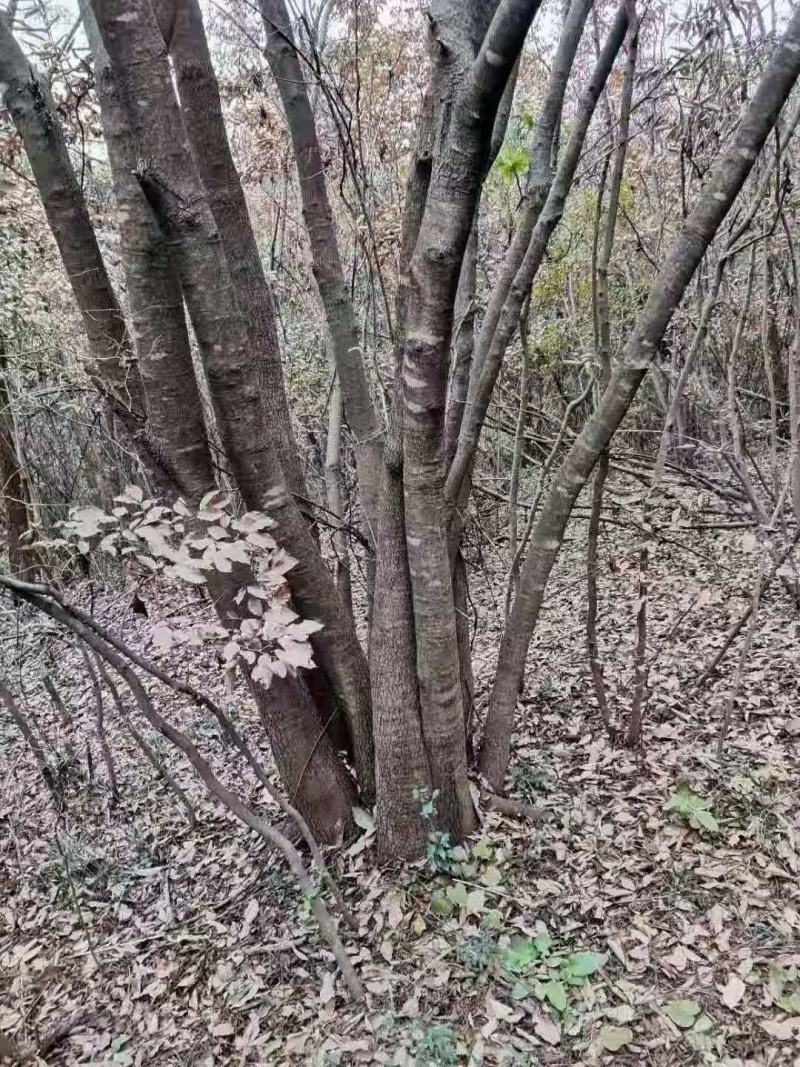 黄连木/绿化苗木/乔灌木/黄连木/原生态树苗/林木种苗