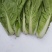 生菜