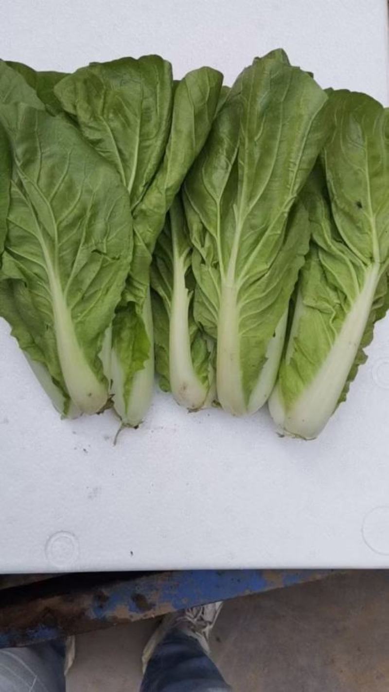 生菜