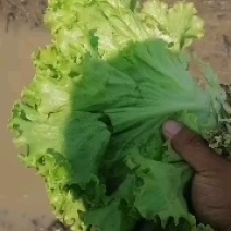 生菜
