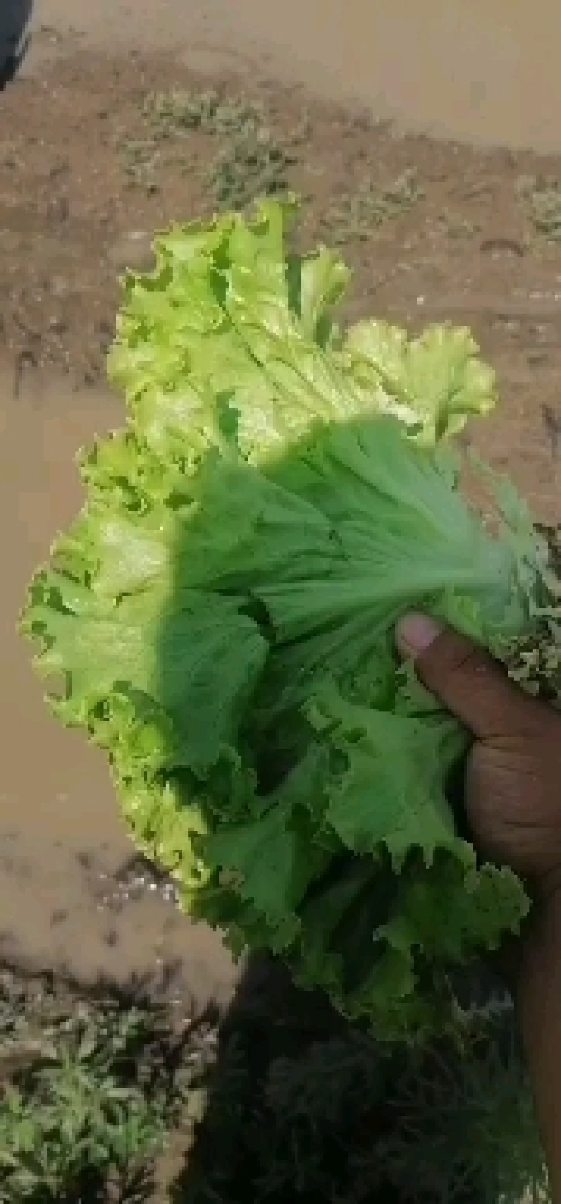 生菜