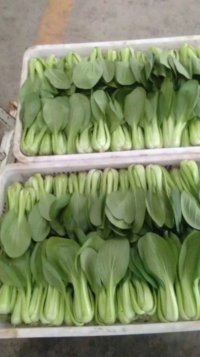 生菜