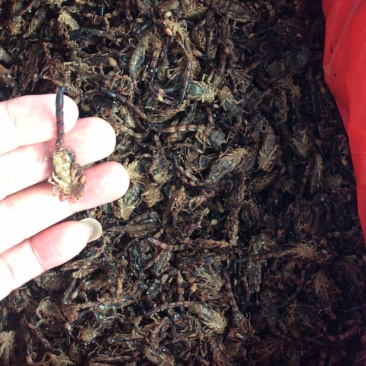 中药材新货清水蝎子干全虫清水全蝎干蝎子盐水蝎子药用食用