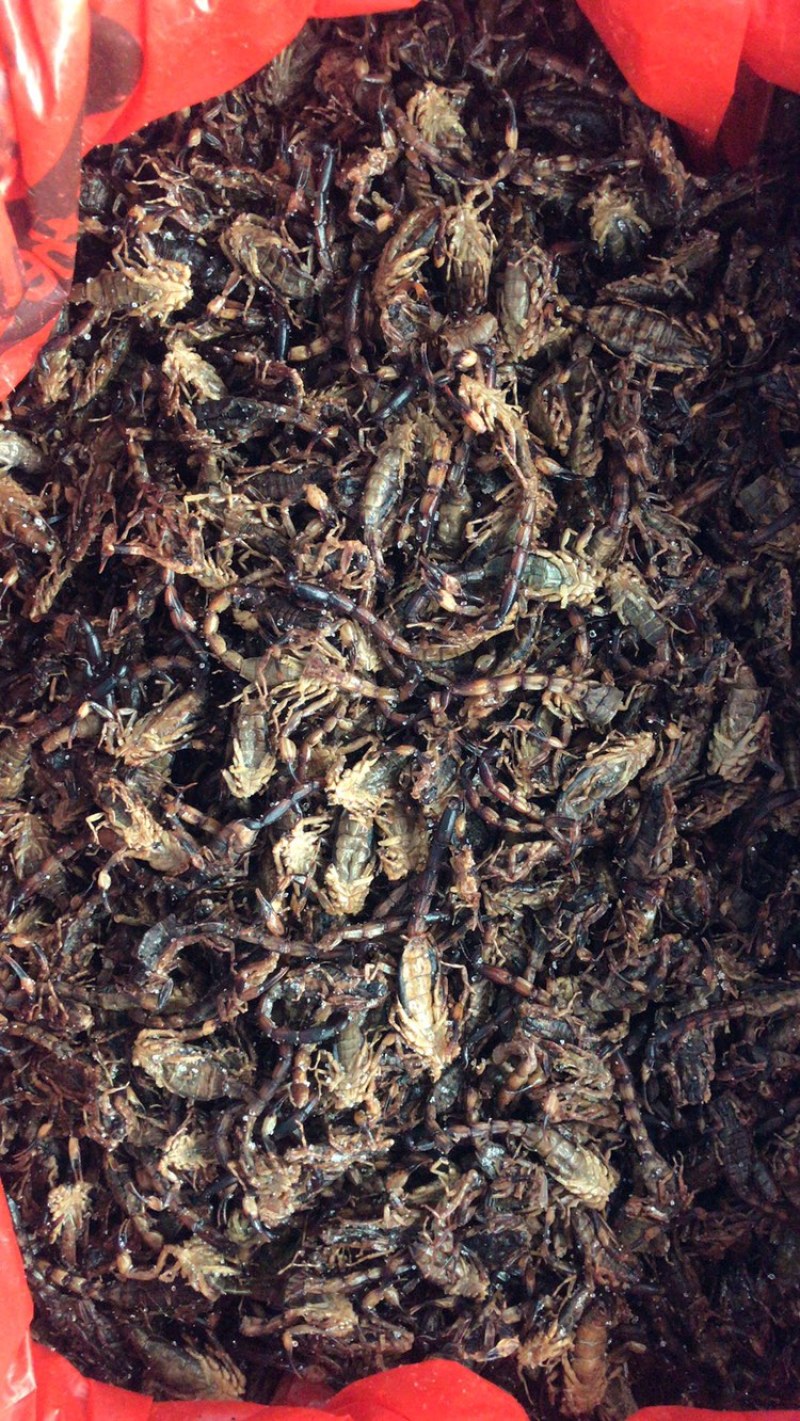 中药材新货清水蝎子干全虫清水全蝎干蝎子盐水蝎子药用食用