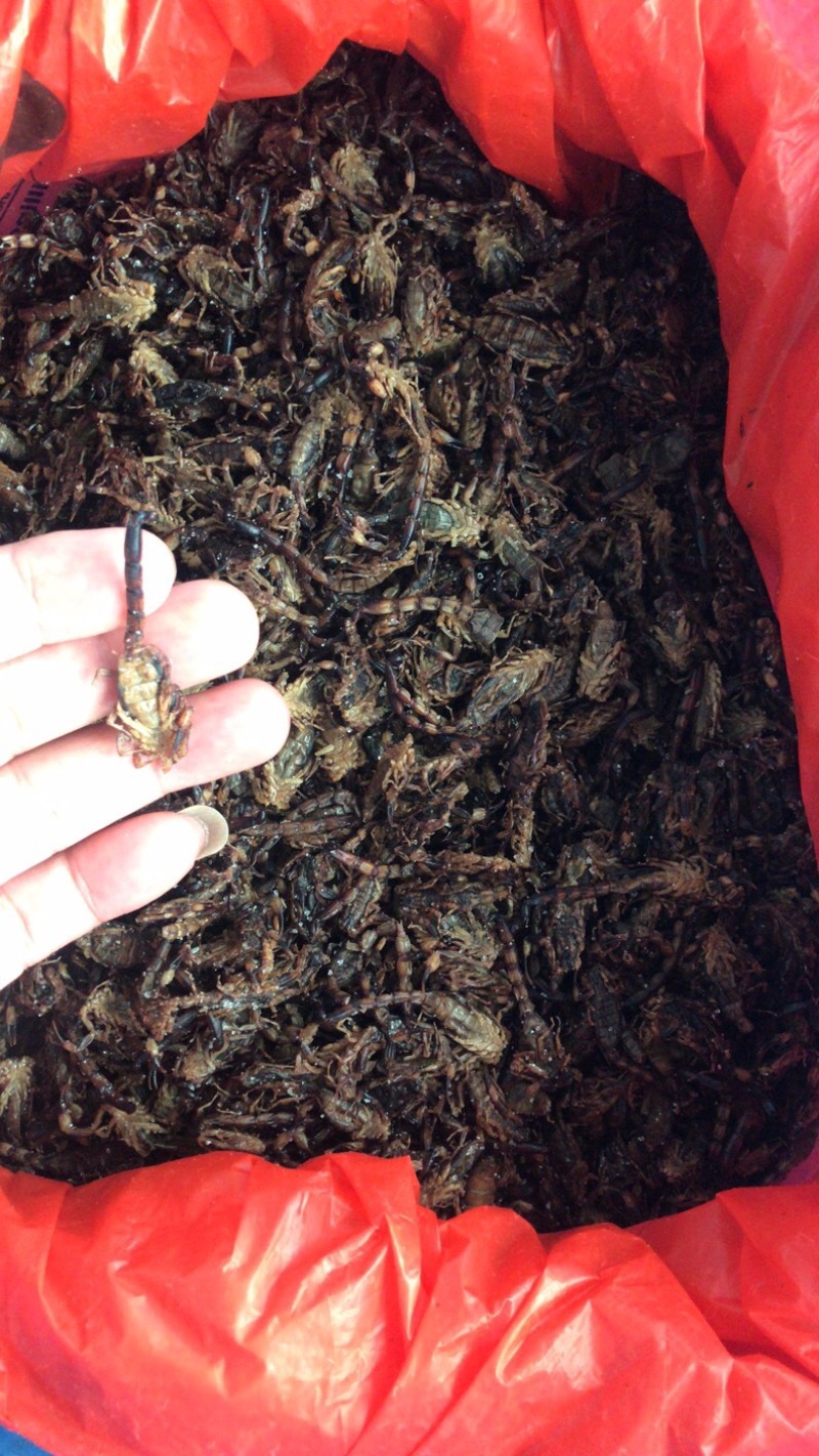 中药材新货清水蝎子干全虫清水全蝎干蝎子盐水蝎子药用食用