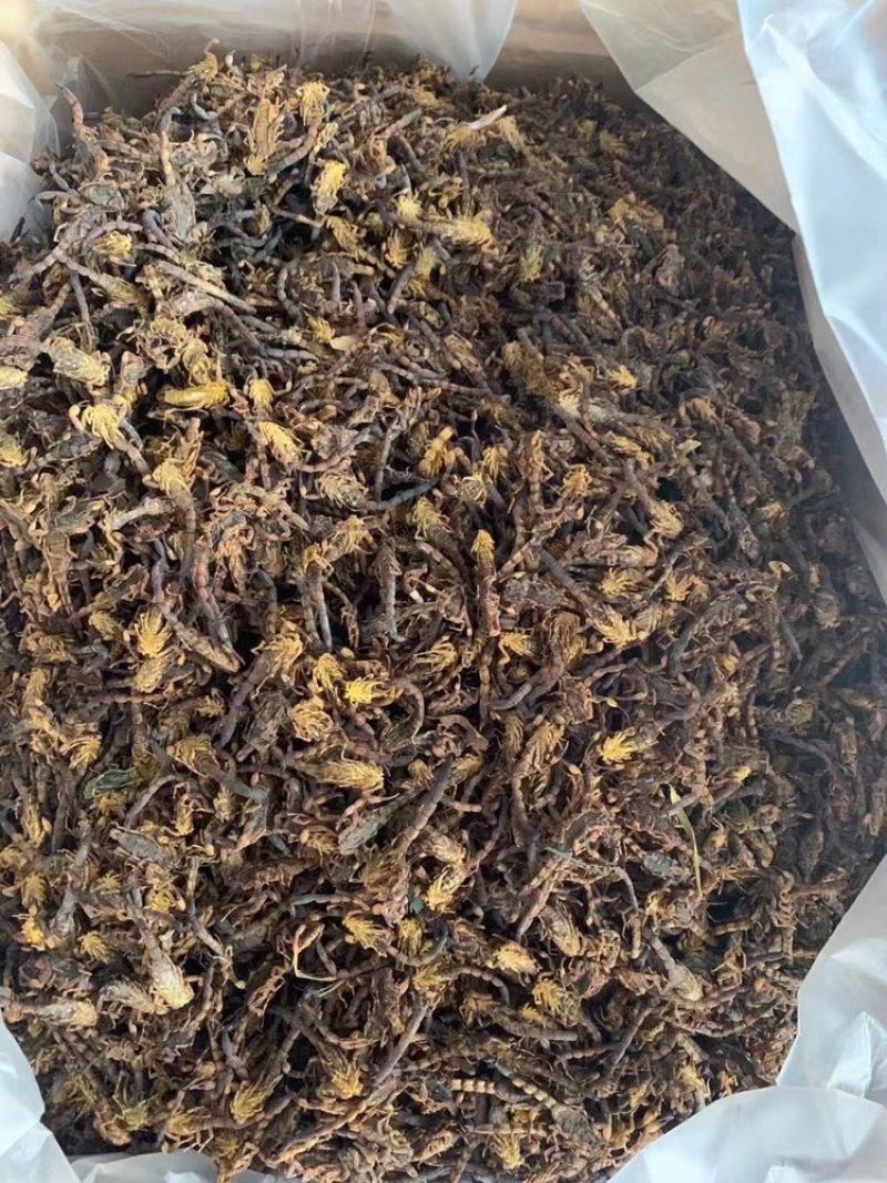 中药材新货清水蝎子干全虫清水全蝎干蝎子盐水蝎子药用食用